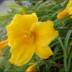 Yellow Lilly
